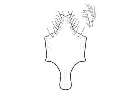  Fig 12,  Anthidium michenerorum  male, diagram showing ventral view of eighth sternum (S8, diagram from Gonzalez and Griswold 2013 
